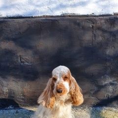 Подробнее об объявлении «Анапа Пропала собака ищем нашу собаку» Фото: пропала собака  «Анапа Пропала собака ищем нашу собаку» в г. Анапа