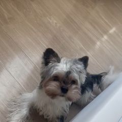 Подробнее об объявлении «Пропала собака кобель Дмитров» Фото: пропала собака Йоркширский терьер «Пропала собака кобель Дмитров» в г. Дмитров