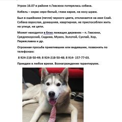Подробнее об объявлении «Пропала собака кобель пёс Хабаровск» Фото: пропала собака Сибирская хаски «Пропала собака кобель пёс Хабаровск» в г. Хабаровск