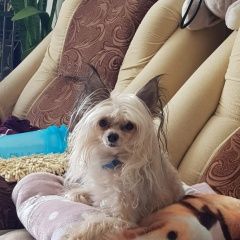 Подробнее об объявлении «Анапа Пропала собака кобель потерялась китайская хохлатая» Фото: пропала собака  «Анапа Пропала собака кобель потерялась...» в г. Анапа