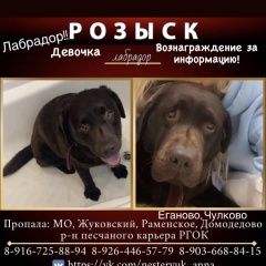 Подробнее об объявлении «Пропала собака карьер ргок, еганово Раменское» Фото: пропала собака Лабрадор ретривер «Пропала собака карьер ргок, еганово Раменское» в г. Раменское