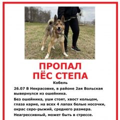Подробнее об объявлении «Пропала собака кобель степа Некрасовка» Фото: пропала собака  «Пропала собака кобель степа Некрасовка» в г. Некрасовка