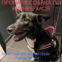Картинка пропала собака В городе Хотьково исчезла собаченка. Хотьково
