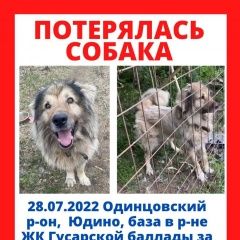 Подробнее об объявлении «Пропала собака кобель кавказская овчарка Одинцово» Фото: пропала собака  «Пропала собака кобель кавказская овчарка Одинцово» в г. Одинцово