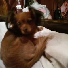 Подробнее об объявлении «Пропала собака кобель мордвес русский той-терьер Венев» Фото: пропала собака Русский той-терьер «Пропала собака кобель мордвес русский...» в г. Венев