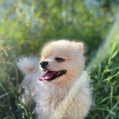 Подробнее об объявлении «Пропала собака кобель Санкт-Петербург» Фото: пропала собака Померанский шпиц «Пропала собака кобель Санкт-Петербург» в г. Санкт-Петербург