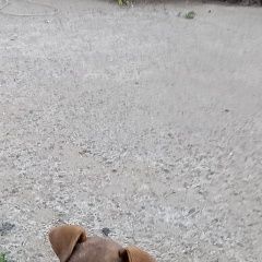 Подробнее об объявлении «Пропала собака кобель щенок Одинцово» Фото: пропала собака  «Пропала собака кобель щенок Одинцово» в г. Одинцово