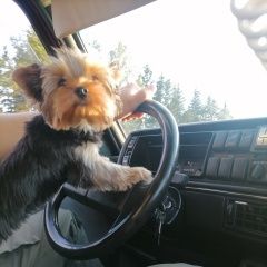 Подробнее об объявлении «Витебск Пропала собака» Фото: пропала собака  «Витебск Пропала собака» в г. Витебск