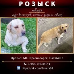 Подробнее об объявлении «Нахабино Пропала собака лабрадор на заправке шелл» Фото: пропала собака Лабрадор ретривер «Нахабино Пропала собака лабрадор на заправке шелл» в г. Нахабино