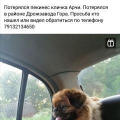 Подробнее об объявлении «Барнаул Пропала собака кобель пекинес» Фото: пропала собака Пекинес «Барнаул Пропала собака кобель пекинес» в г. Барнаул