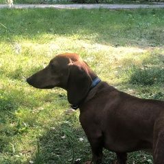 Подробнее об объявлении «Пропала собака кобель Одинцово» Фото: пропала собака  «Пропала собака кобель Одинцово» в г. Одинцово