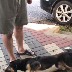 Подробнее об объявлении «Пропала собака кобель увезён на автомобиле Сочи» Фото: пропала собака  «Пропала собака кобель увезён на автомобиле Сочи» в г. Сочи