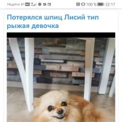Подробнее об объявлении «Пропала собака помогите распространить Ростов-на-Дону» Фото: пропала собака Померанский шпиц «Пропала собака помогите распространить...» в г. Ростов-на-Дону