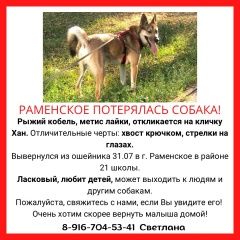 Подробнее об объявлении «Пропала собака кобель Раменское» Фото: пропала собака  «Пропала собака кобель Раменское» в г. Раменское