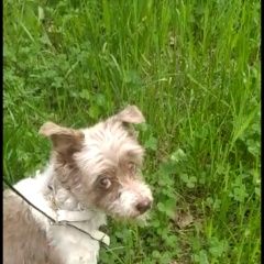 Подробнее об объявлении «Пропала собака белого коричневая болонка Санкт-Петербург» Фото: пропала собака Лхасский апсо «Пропала собака белого коричневая болонка...» в г. Санкт-Петербург