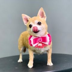 Подробнее об объявлении «Пропала собака Ставрополь» Фото: пропала собака Чихуахуа «Пропала собака Ставрополь» в г. Ставрополь