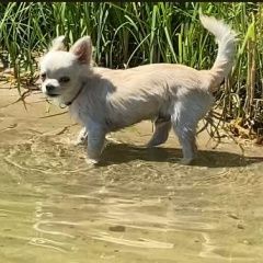 Подробнее об объявлении «Липецк Пропала собака кобель» Фото: пропала собака Чихуахуа «Липецк Пропала собака кобель» в г. Липецк