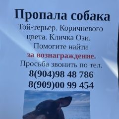 Подробнее об объявлении «Пропала собака кобель Джубга» Фото: пропала собака Той-терьер «Пропала собака кобель Джубга» в г. Джубга
