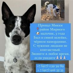 Подробнее об объявлении «Казань Пропала собака кобель» Фото: пропала собака  «Казань Пропала собака кобель» в г. Казань