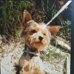 Подробнее об объявлении «Октябрьский (Московская обл.) Пропала собака кобель поселок октябрьский люберецкий район» Фото: пропала собака Йоркширский терьер «Октябрьский (Московская обл.) Пропала собака...» в г. Октябрьский (Московская обл.)