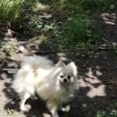 Подробнее об объявлении «Ефремов Пропала собака кобель» Фото: пропала собака  «Ефремов Пропала собака кобель» в г. Ефремов