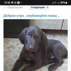 Подробнее об объявлении «Краснодар Пропала собака кобель максимальный репост» Фото: пропала собака Курцхаар «Краснодар Пропала собака кобель максимальный...» в г. Краснодар