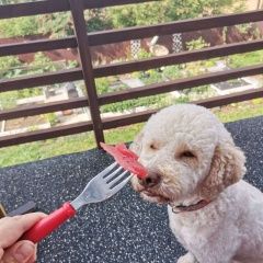 Подробнее об объявлении «Пропала собака кобель помогите найти трюфеля Пермь» Фото: пропала собака  «Пропала собака кобель помогите найти трюфеля Пермь» в г. Пермь