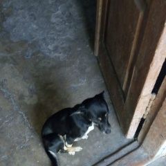 Подробнее об объявлении «Пропала собака Новороссийск» Фото: пропала собака  «Пропала собака Новороссийск» в г. Новороссийск