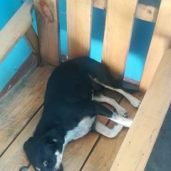 Подробнее об объявлении «Пропала собака Новороссийск» Фото: пропала собака  «Пропала собака Новороссийск» в г. Новороссийск