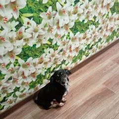 Подробнее об объявлении «Пропала собака Новороссийск» Фото: пропала собака  «Пропала собака Новороссийск» в г. Новороссийск