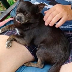 Подробнее об объявлении «Пропала собака кобель Дмитров» Фото: пропала собака Чихуахуа «Пропала собака кобель Дмитров» в г. Дмитров