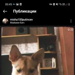 Подробнее об объявлении «Пропала собака Хабаровск» Фото: пропала собака  «Пропала собака Хабаровск» в г. Хабаровск