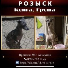 Подробнее об объявлении «Пропала собака. большое вознаграждение Щелково» Фото: пропала собака  «Пропала собака. большое вознаграждение Щелково» в г. Щелково