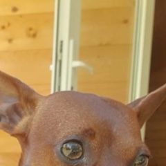 Подробнее об объявлении «Геленджик Пропала собака кобель» Фото: пропала собака  «Геленджик Пропала собака кобель» в г. Геленджик