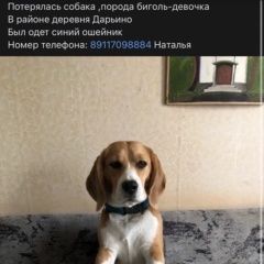 Подробнее об объявлении «Пропала собака бигль Старица» Фото: пропала собака  «Пропала собака бигль Старица» в г. Старица