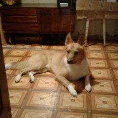 Подробнее об объявлении «Пропала собака кобель Чебоксары» Фото: пропала собака  «Пропала собака кобель Чебоксары» в г. Чебоксары