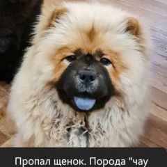 Подробнее об объявлении «Красноярск Пропала собака» Фото: пропала собака Чау-чау «Красноярск Пропала собака» в г. Красноярск