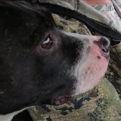 Подробнее об объявлении «Ачинск Пропала собака стафф кличка герда» Фото: пропала собака Американский стаффордширский терьер «Ачинск Пропала собака стафф кличка герда» в г. Ачинск