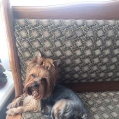 Подробнее об объявлении «Пропала собака Симферополь» Фото: пропала собака Йоркширский терьер «Пропала собака Симферополь» в г. Симферополь