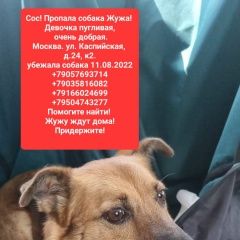 Подробнее об объявлении «Москва Пропала собака жужа.» Фото: пропала собака  «Москва Пропала собака жужа.» в г. Москва