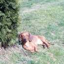 Подробнее об объявлении «Пропала собака кобель Звенигород» Фото: пропала собака Такса «Пропала собака кобель Звенигород» в г. Звенигород