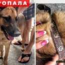 Подробнее об объявлении «Адлер Пропала собака кобель» Фото: пропала собака Немецкая овчарка «Адлер Пропала собака кобель» в г. Адлер