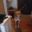 Подробнее об объявлении «Пропала собака кобель Богородск» Фото: пропала собака  «Пропала собака кобель Богородск» в г. Богородск