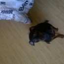 Подробнее об объявлении «Самара Пропала собака кобель» Фото: пропала собака  «Самара Пропала собака кобель» в г. Самара