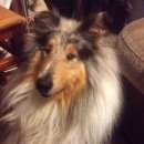 Подробнее об объявлении «Санкт-Петербург Пропала собака кобель колли мраморного окраса..» Фото: пропала собака Колли «Санкт-Петербург Пропала собака кобель колли...» в г. Санкт-Петербург