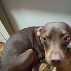 Подробнее об объявлении «Анапа Пропала собака той-терьер пуля» Фото: пропала собака Русский той-терьер «Анапа Пропала собака той-терьер пуля» в г. Анапа