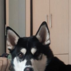 Подробнее об объявлении «Нижний Новгород Пропала собака» Фото: пропала собака Сибирская хаски «Нижний Новгород Пропала собака» в г. Нижний Новгород