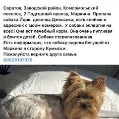 Подробнее об объявлении «Пропала собака просьба вернуть за хорошее вознаграждени Саратов» Фото: пропала собака Йоркширский терьер «Пропала собака просьба вернуть за хорошее...» в г. Саратов