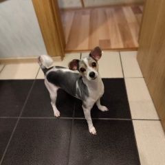 Подробнее об объявлении «Пропала собака, член семьи Белореченск» Фото: пропала собака Йоркширский терьер «Пропала собака, член семьи Белореченск» в г. Белореченск