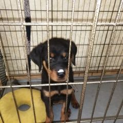 Подробнее об объявлении «Ачинск Пропала собака кобель щенок» Фото: пропала собака Ротвейлер «Ачинск Пропала собака кобель щенок» в г. Ачинск